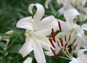 什么百合没有毒,植物界的天然良药