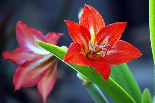 朱顶红开花后怎么处理,养护与再生的秘诀