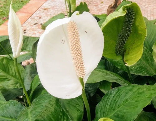白掌的花为什么会变绿,自然代谢与光照影响解析