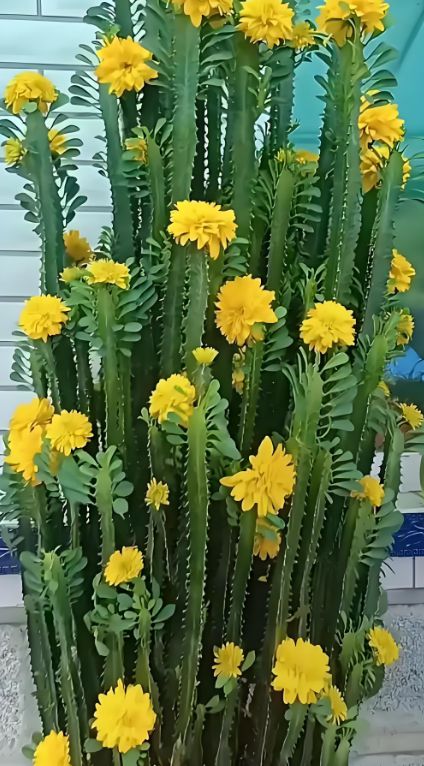 龙骨植物怎么开花,揭秘其神秘开花之谜