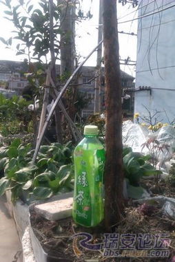 蔷薇老桩什么时候采挖,蔷薇老桩的最佳采挖时机