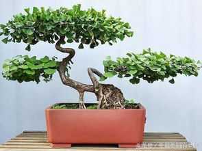 如何种植盆景,从选材到养护的全方位指南