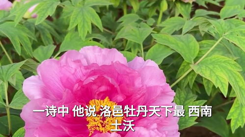 牡丹花称之为什么花,牡丹花之美称探源