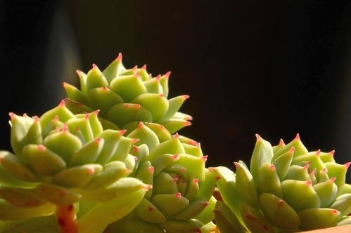 多肉静夜如何扦插,轻松繁殖新生命