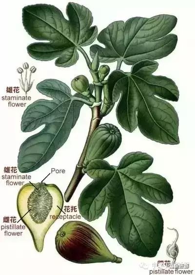 无花果的花在什么部分,无花果花之神秘诞生地揭秘