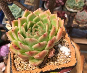 食用型的多肉植物有哪些,探索食用型多肉植物的多样魅力