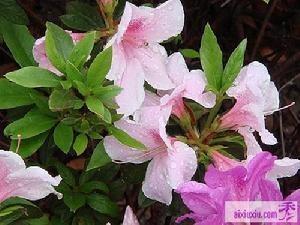 春鹃是什么花,春日里的花中精灵