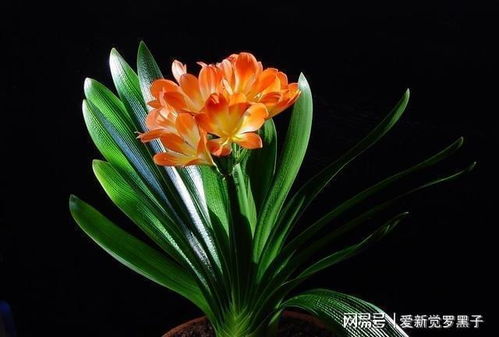 君子兰怎么养护,从土壤到光照,全方位养护指南