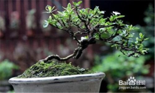 如何种植盆景,从选材到养护的全方位指南