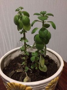 种的花碰碰香为什么老黄,揭秘其为何常现黄叶现象