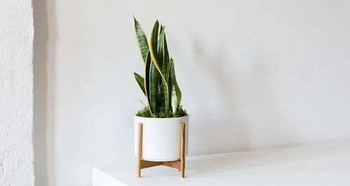 植物需要什么,土壤、水分、光照与营养的奥秘