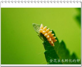 榆树虫的天敌是什么,揭秘榆树虫的神秘天敌