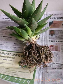 如何移栽芦荟,春季秋季最佳,掌握技巧助其茁壮成长
