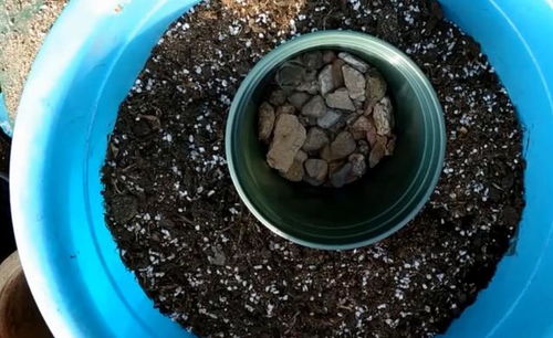 养花的黑色颗粒是什么
