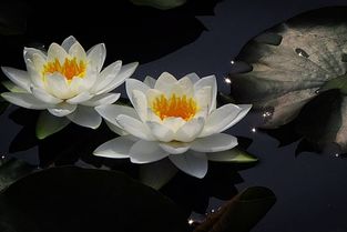睡莲发芽后用什么吐