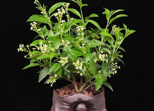 便阴性植物有哪些,揭秘自然界的绿色宝藏