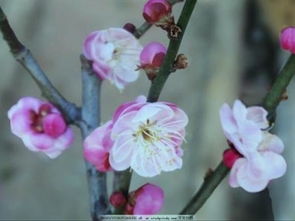 梅花什么时候适合种,梅花种植的最佳时机解析