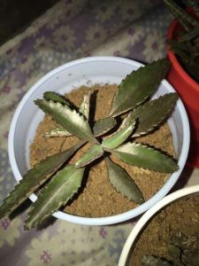 落地生根的叶子怎么,探索植物叶子的生长奥秘