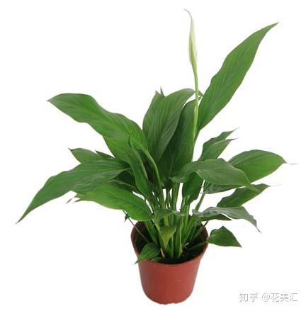 天堂鸟绿植怎么养,从土壤到光照,一网打尽养护秘诀