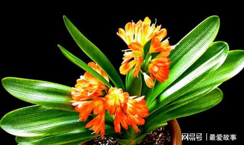 君子兰花怎么养,阳光与阴影的平衡艺术