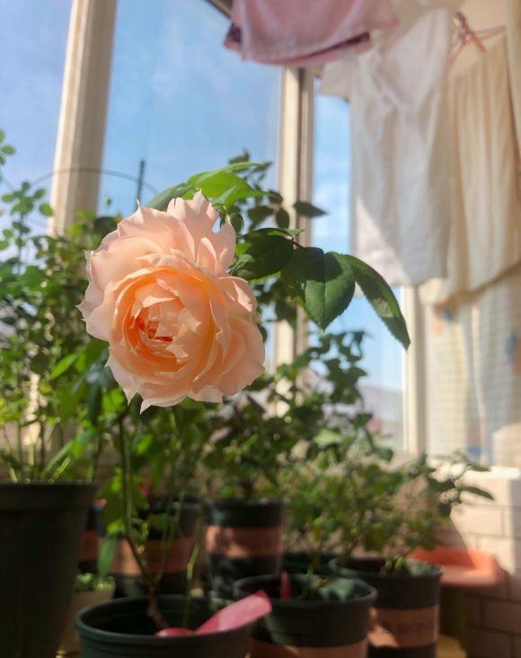 冬天月季花苞能开吗怎么养,月季花冬天开花的小秘密