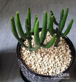 多肉光棍树怎么繁殖,轻松培育新生命