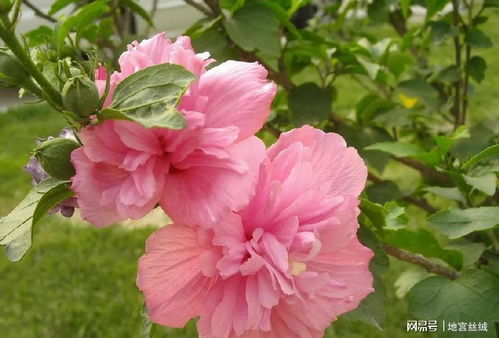 木槿花如何养殖,从土壤到修剪，全面解析养护技巧