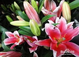 百合花怎么繁殖,百合花繁殖技巧全解析