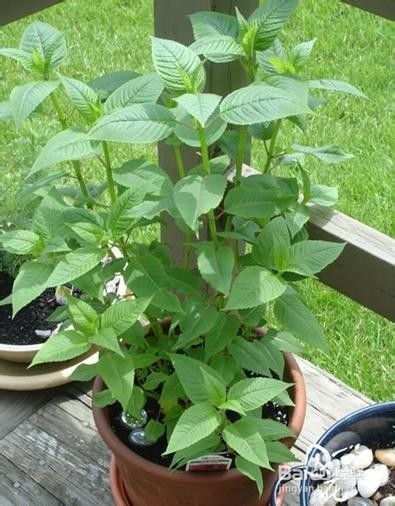 罗勒在家怎么种植方法,轻松在家培育香草绿意