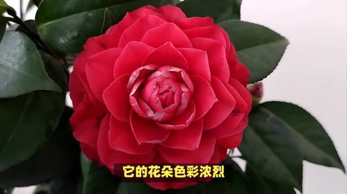 茶花的花语是什么,探寻爱与智慧的象征