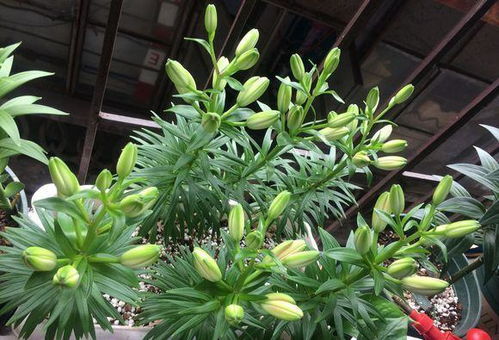 为什么百合有花苞却不开,揭秘百合花苞饱满却不开的秘密