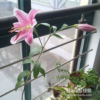 百合花怎么养,从播种到绽放的全程指南