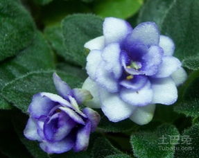 迷你紫罗兰怎么养,培育美丽小花的秘诀