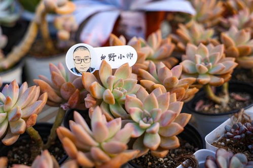 多肉分支怎么栽种,多肉植物分支繁殖与栽种技巧解析
