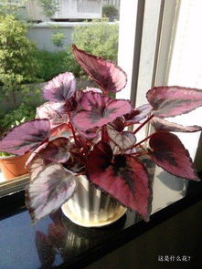 植物红叶缺什么,揭秘红叶变色的关键因素