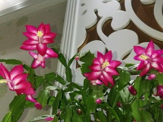 狂欢泡泡 鲜花 怎么养,养护指南
