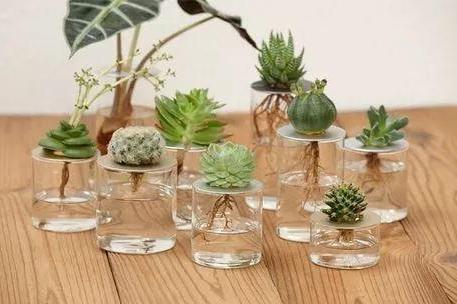 玻璃植物盆景怎么养,打造精致室内绿意