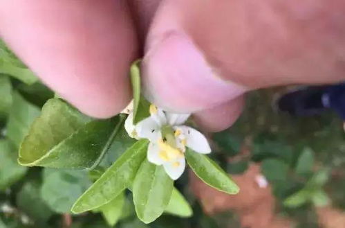 病虫害多的花有哪些,常见病虫害困扰的花卉品种盘点