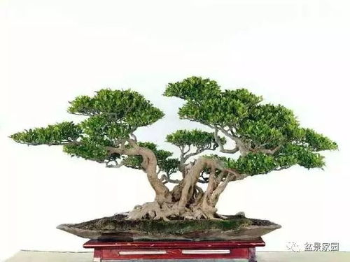 盆景树桩什么形状好,树桩形状的审美奥秘