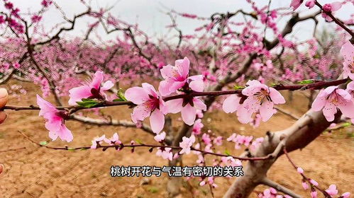 桃花什么时候会出,桃花盛开时节的诞生