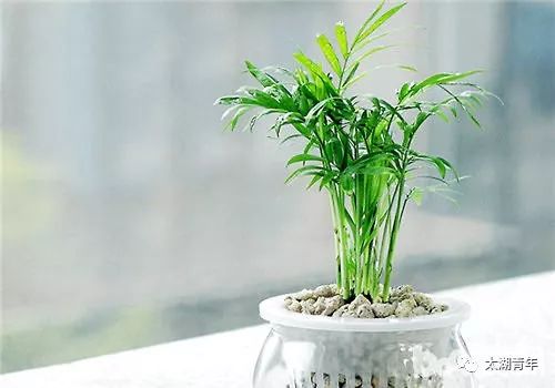 袖珍椰怎么移植,袖珍椰移植技巧与生长秘诀