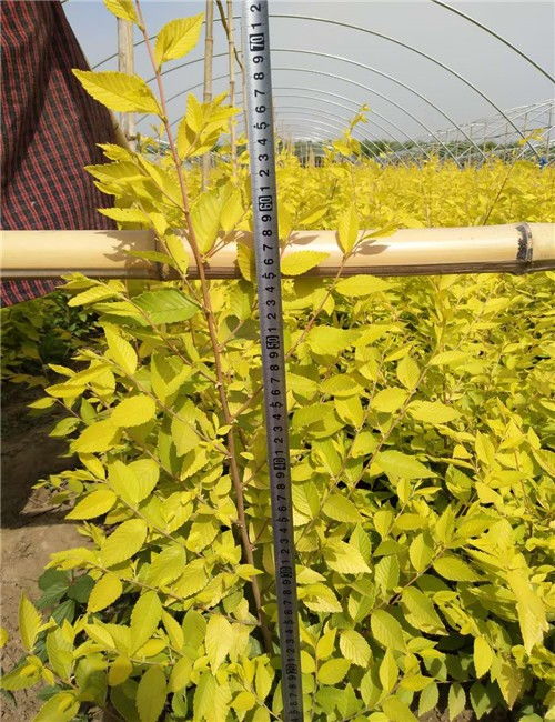 益阳金叶榆苗种植基地电话