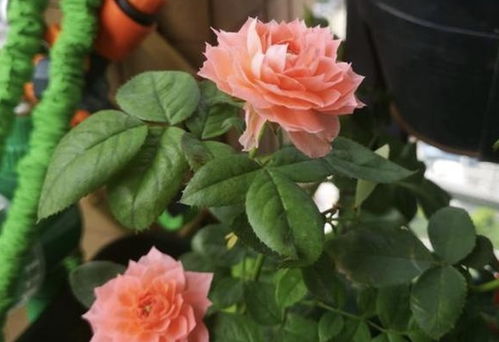 月季花朵能泡水养吗怎么养