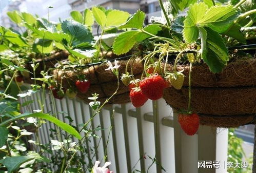 草莓盆栽放阳台还是,阳光与草莓的甜蜜邂逅