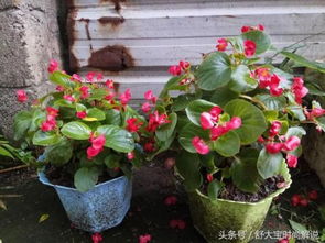 四季玻璃海棠花怎么养,从土壤到光照，全方位养护指南