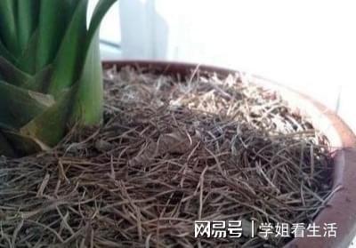 养绿植用什么土,养绿植的土壤选择指南