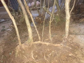 龟背怎么修剪根茎粗,龟背根茎粗壮修剪技巧解析