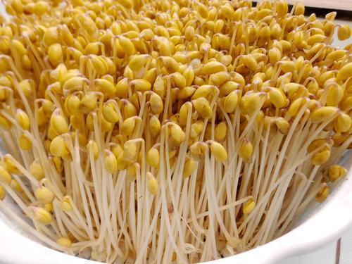 种豆芽准备什么,从选种到收获的全方位准备指南