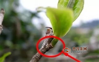 马蹄脚怎么繁殖,传承与创新之路