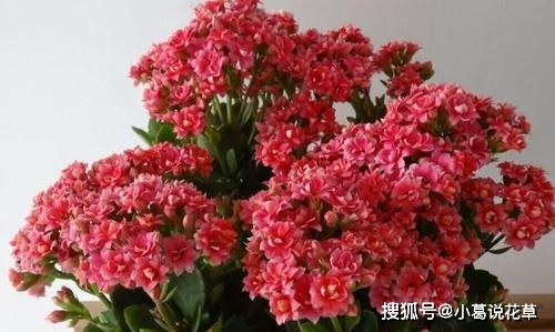 长寿花多久开一次花,四季绽放,花期不断的奇迹之旅